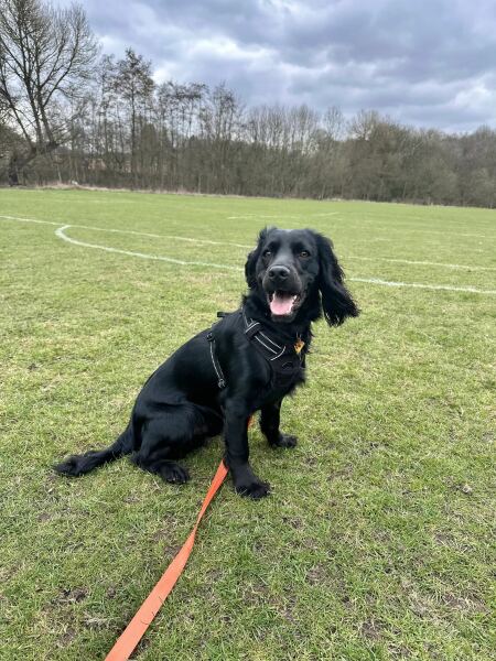 Adolescent Dog Survival Thread - get teenage licks right through the night!