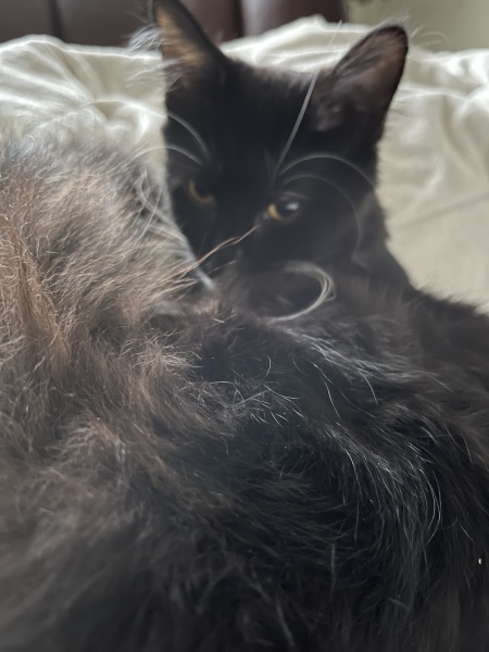 Do you let your cat come and go as they please when you're not in?