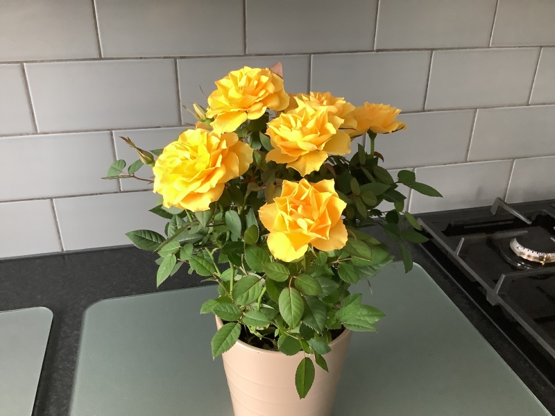 The Year Round Nigel Slater Discussion thread