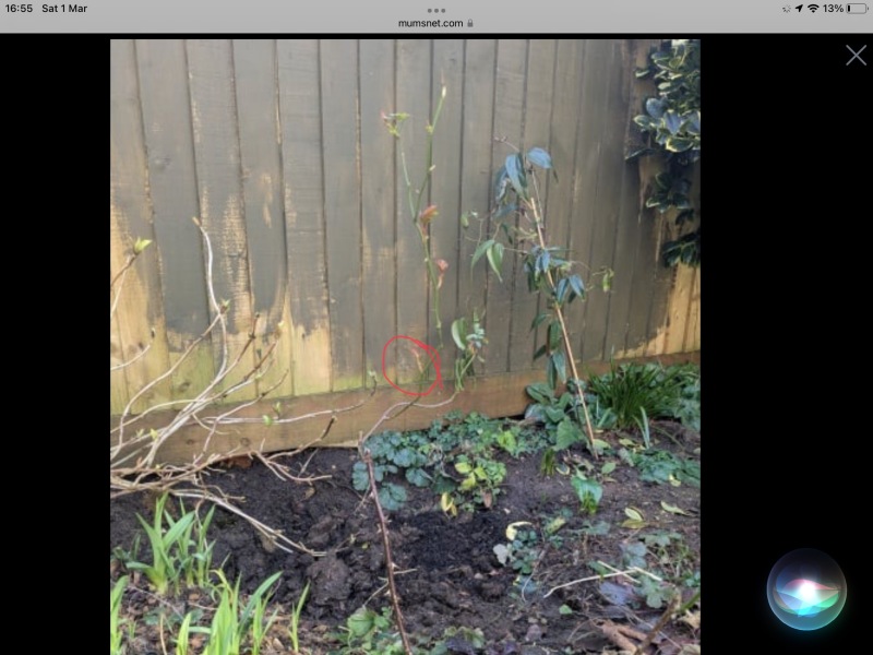 How to prune this spindly weedy rose?