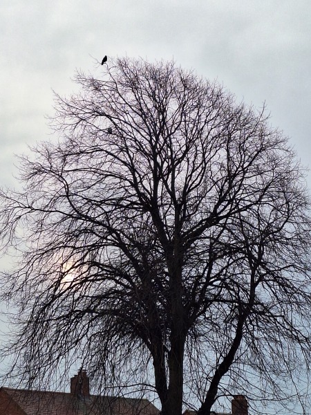 The Year Round Nigel Slater Discussion thread