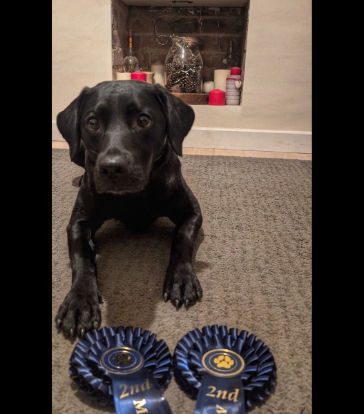 Adolescent Dog Survival Thread - get teenage licks right through the night!