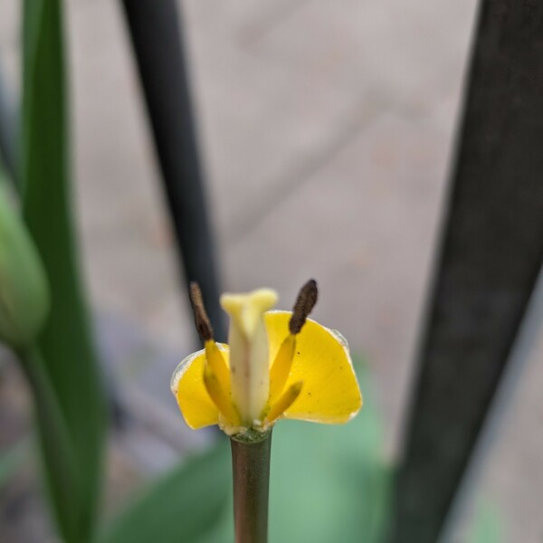 Neighbour’s kid picked my daffodils