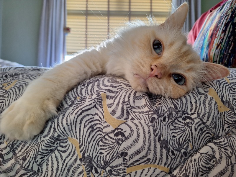 The Year Round Nigel Slater Discussion thread