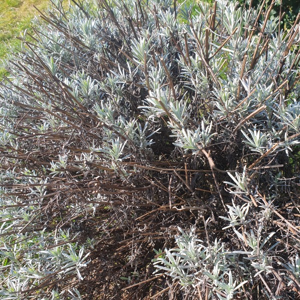 What have you done in the garden today? Part 6