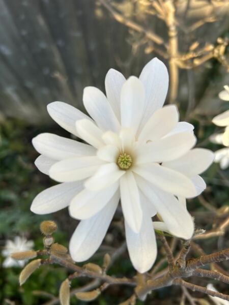 Thread 21 Starmer - Casting Nasturtiums