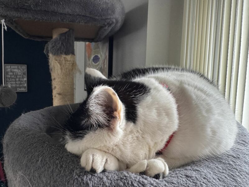 Hymns in Minor Keys & the Russian Easter Overture - the Excellent Cats ignore Culture.....