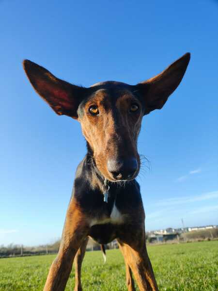 They love a bit of him (Podlife)