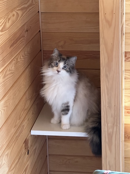 Do you see what I see?