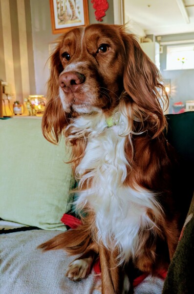 Adolescent Dog Survival Thread - get teenage licks right through the night!