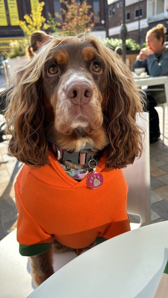 How has your adolescent dog embarrassed you in public?