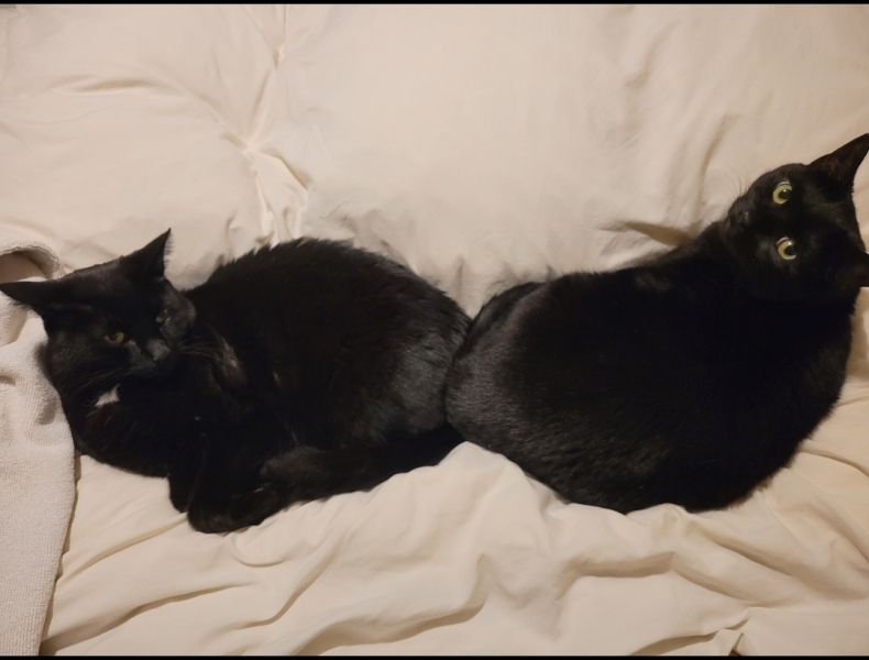 Cats do have different body shapes, don't they??