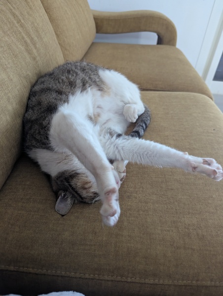 Hymns in Minor Keys & the Russian Easter Overture - the Excellent Cats ignore Culture.....