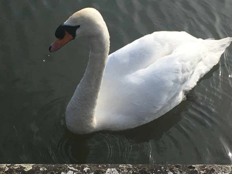 Lap dances, strippers and punch-ups - the Excellent Cats arrange a stag party