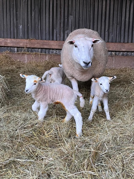 Thread 19 Starmer - A Coalition of the Willing