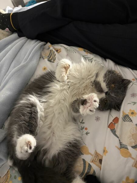 Pampered, Persian, Princess Penelope