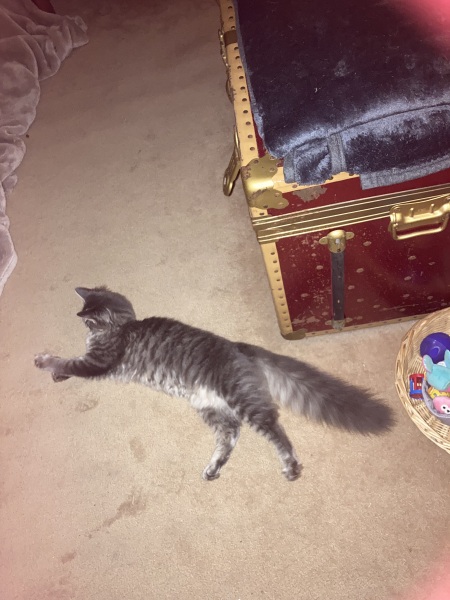 Here is the worlds most beautiful cat
