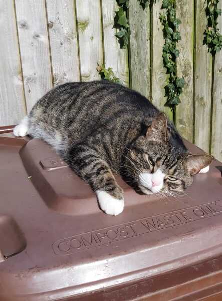 Thread 19 Starmer - A Coalition of the Willing