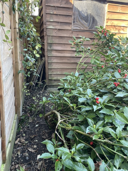 Bindweed and a wonky laurel bush