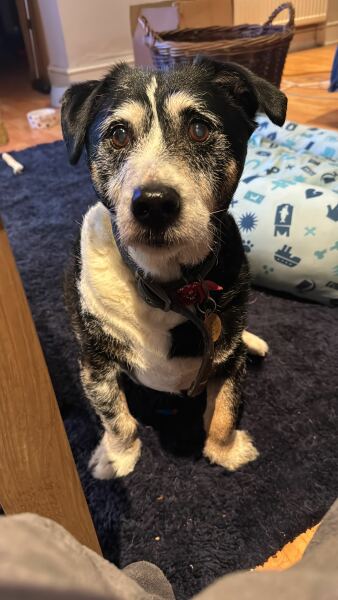 This bloody dog will kill me one day