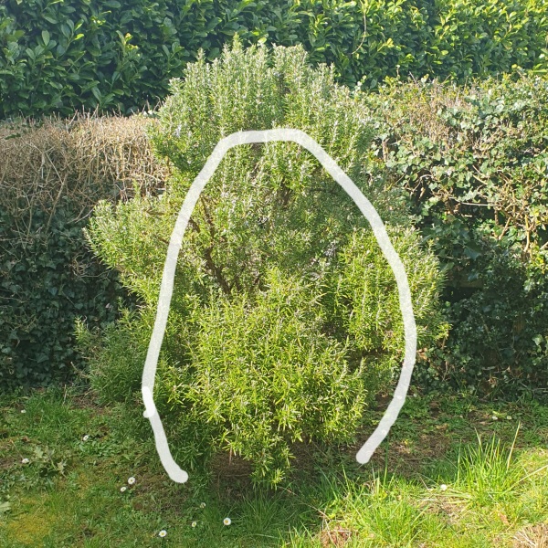 Can I cut my rosemary in half?