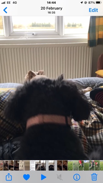 Getting a puppy - cockapoo, maltipoo, poodle?