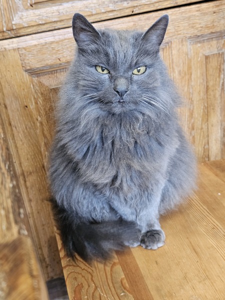 Hymns in Minor Keys & the Russian Easter Overture - the Excellent Cats ignore Culture.....