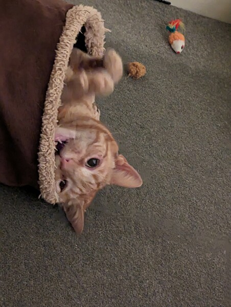 Show me the most unhinged looking photo you have of your cat