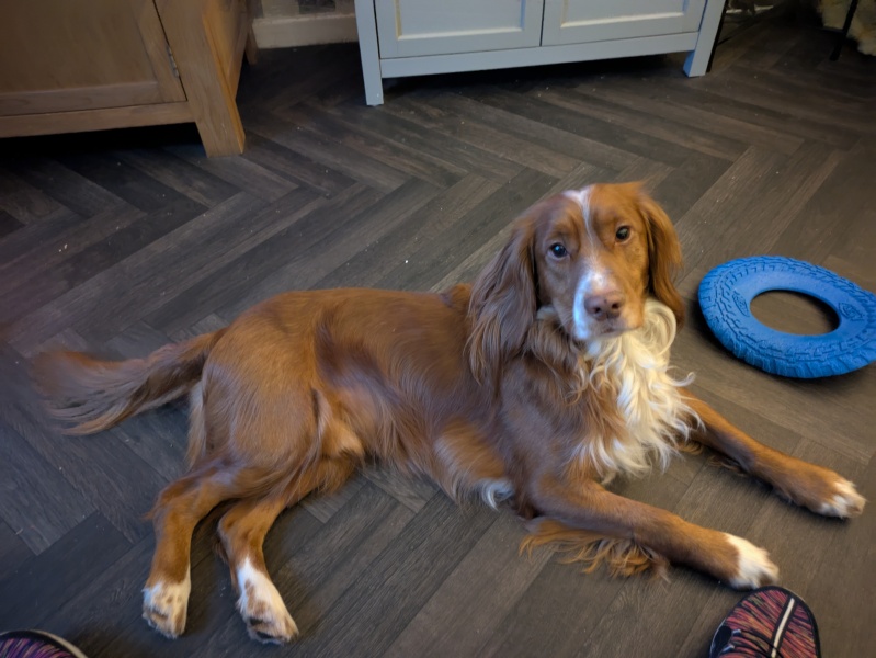 Adolescent Dog Survival Thread - get teenage licks right through the night!