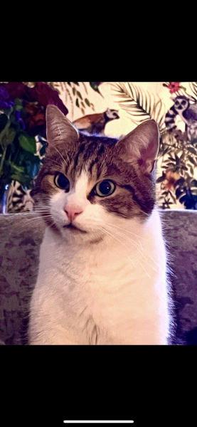 Here is the worlds most beautiful cat