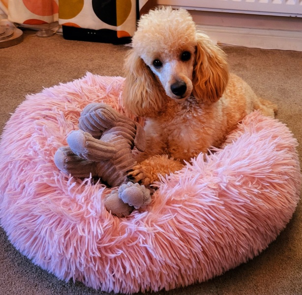 Getting a puppy - cockapoo, maltipoo, poodle?