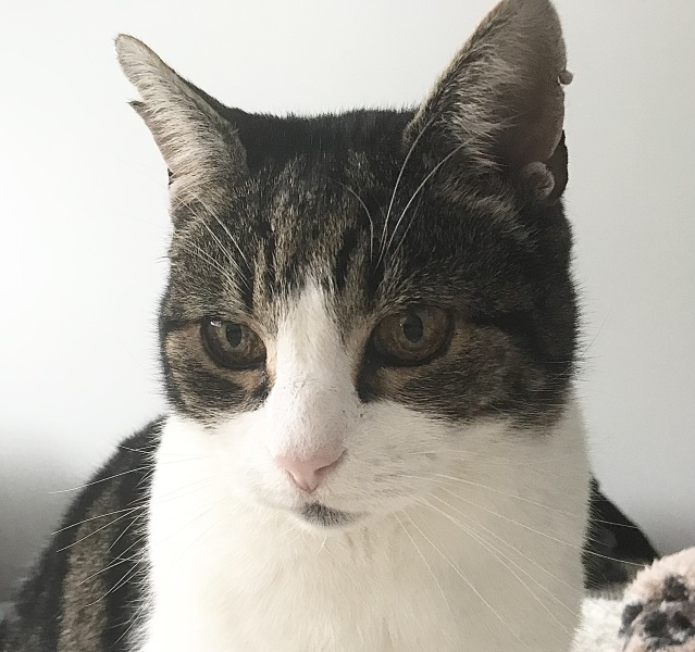 Here is the worlds most beautiful cat