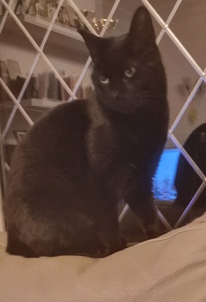 Thread 19 Starmer - A Coalition of the Willing