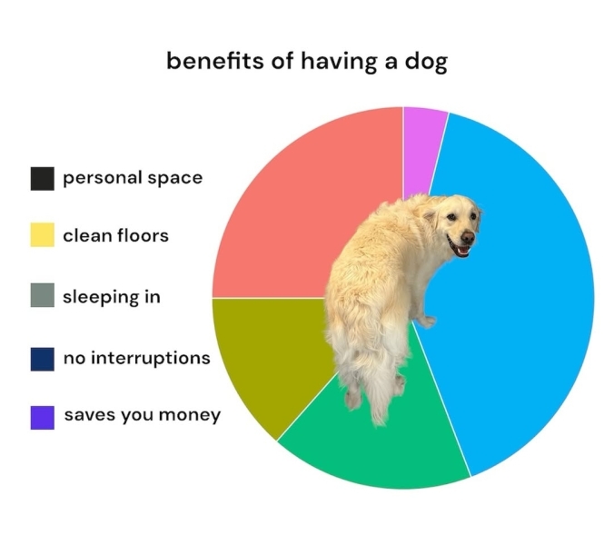 Tell me honestly what's involved in having a dog