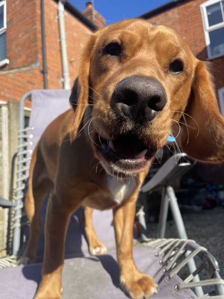 How has your adolescent dog embarrassed you in public?