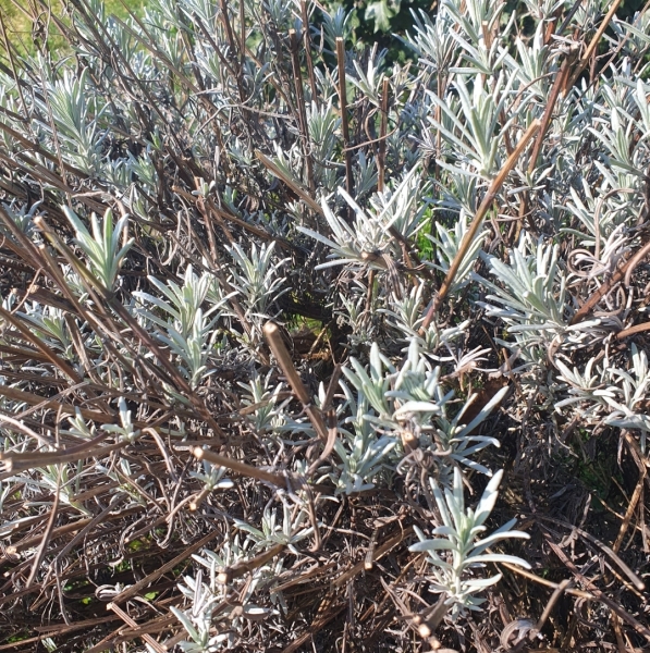 Have I killed my lavender?