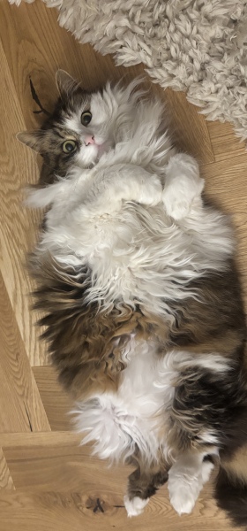Here is the worlds most beautiful cat