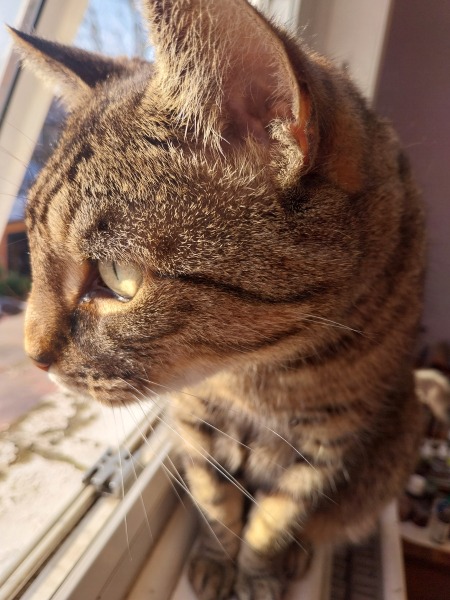 Thread 19 Starmer - A Coalition of the Willing