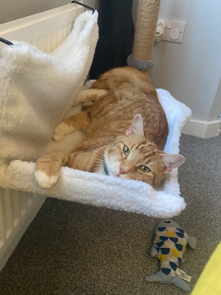 Cat missing- cant stop crying
