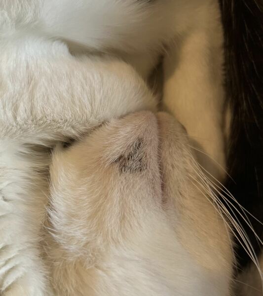 Can anyone advise what this is on my cat’s chin?