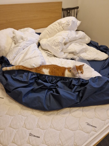 Lap dances, strippers and punch-ups - the Excellent Cats arrange a stag party