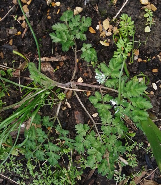 Please ID my 'Wildflower'