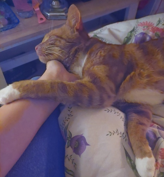 Here is the worlds most beautiful cat