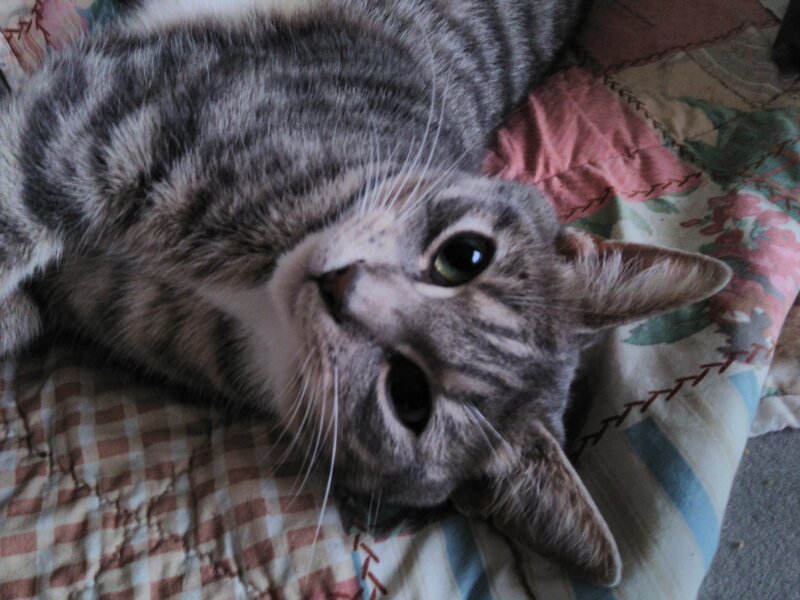 Here is the worlds most beautiful cat