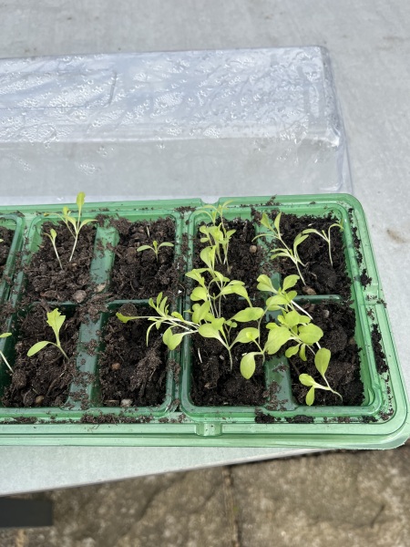 Seedlings question