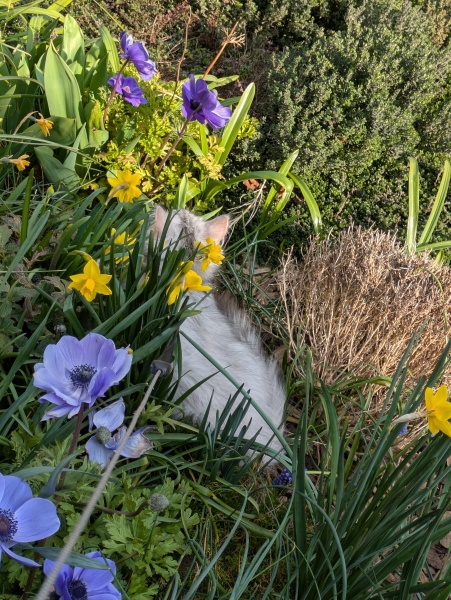 Stopping DCat massacring bees