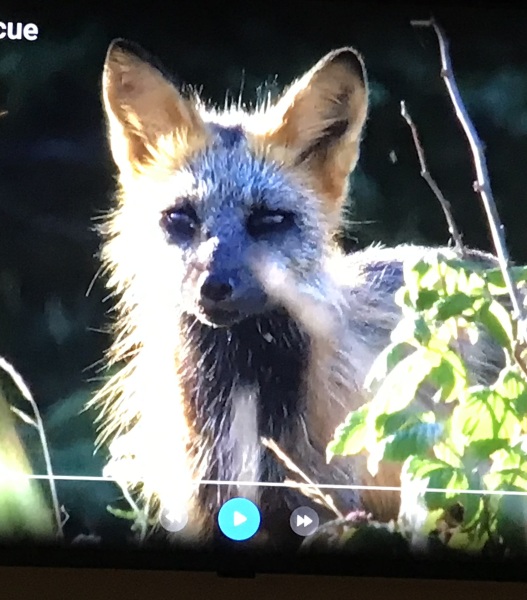 Can anybody ID this animal