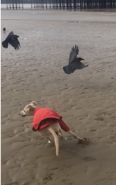 To think if you don't like seagulls don't move to the coast