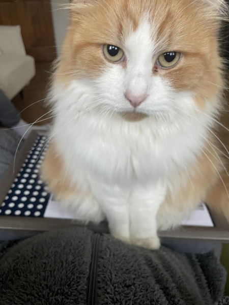 Here is the worlds most beautiful cat