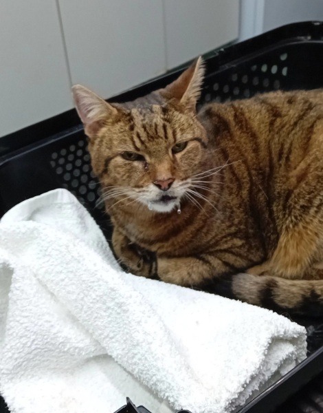 Hymns in Minor Keys & the Russian Easter Overture - the Excellent Cats ignore Culture.....